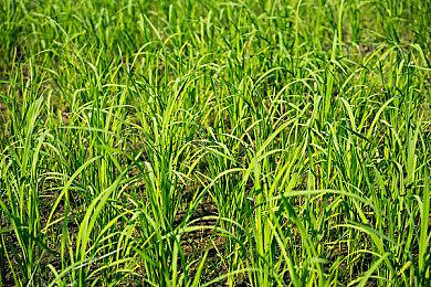 马里奥NFT项目遭任天堂叫停 这次玩家叫好声一片